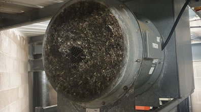 Shredded Seagulls in a fan