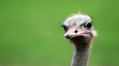A puzzled ostrich on a green background